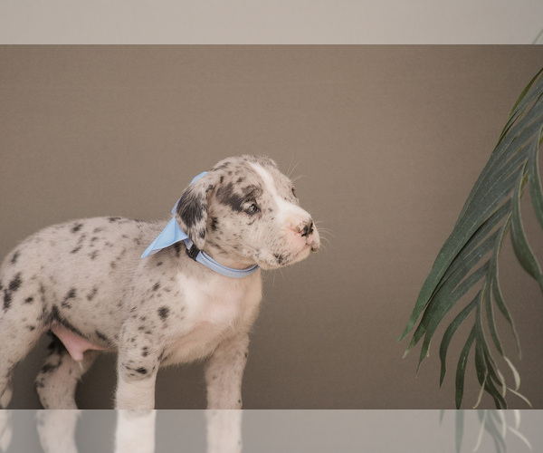 Medium Photo #8 Great Dane Puppy For Sale in SYRACUSE, IN, USA