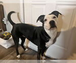 Small #1 American Pit Bull Terrier Mix