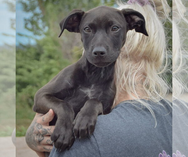 Medium Photo #5 American Staffordshire Terrier-Unknown Mix Puppy For Sale in Huntley, IL, USA