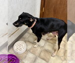 Small #7 Labrador Retriever Mix