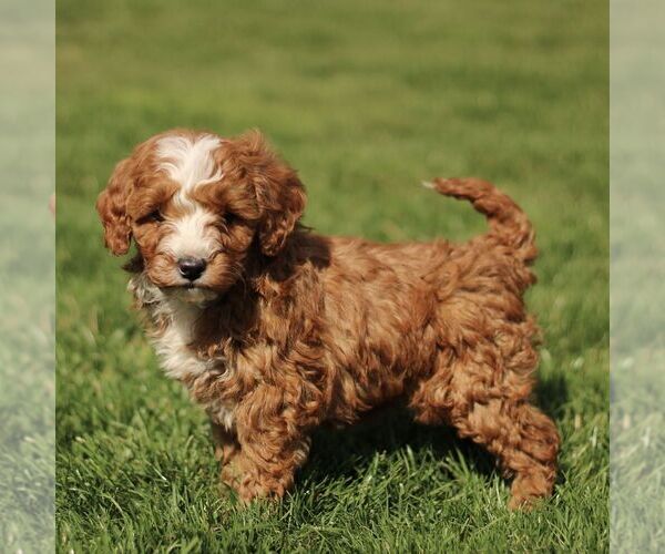 Medium Photo #3 Cavapoo (Miniature) Puppy For Sale in RONKS, PA, USA