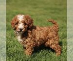 Small #2 Cavapoo (Miniature)