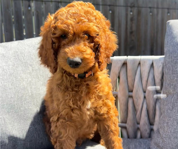 Medium Photo #2 Goldendoodle Puppy For Sale in SAN DIEGO, CA, USA
