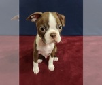 Small Photo #4 Boston Terrier Puppy For Sale in GILBERT, AZ, USA