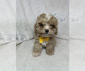 ShihPoo Puppy for Sale in RANDOLPH, Massachusetts USA