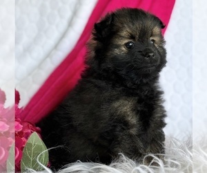 Pomeranian Puppy for sale in ROCK STREAM, NY, USA