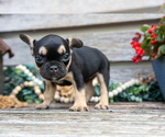 Small #1 French Bulldog