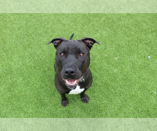 Medium Photo #4 American Pit Bull Terrier Puppy For Sale in Chestertown, MD, USA