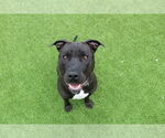 Small #3 American Pit Bull Terrier