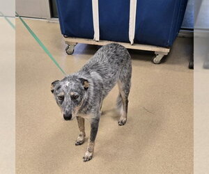 Mutt Dogs for adoption in Plano, TX, USA