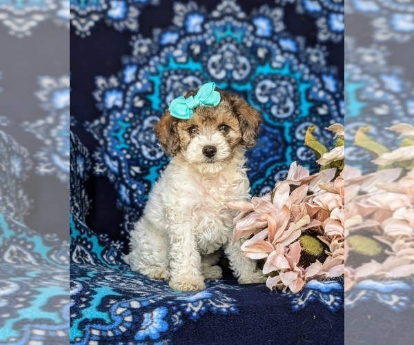 Medium Photo #3 Poodle (Toy) Puppy For Sale in NOTTINGHAM, PA, USA