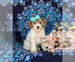 Small Photo #3 Poodle (Toy) Puppy For Sale in NOTTINGHAM, PA, USA