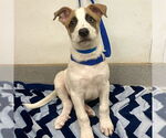 Small Photo #2 Saint Bernard-Unknown Mix Puppy For Sale in Rancho Cucamonga, CA, USA