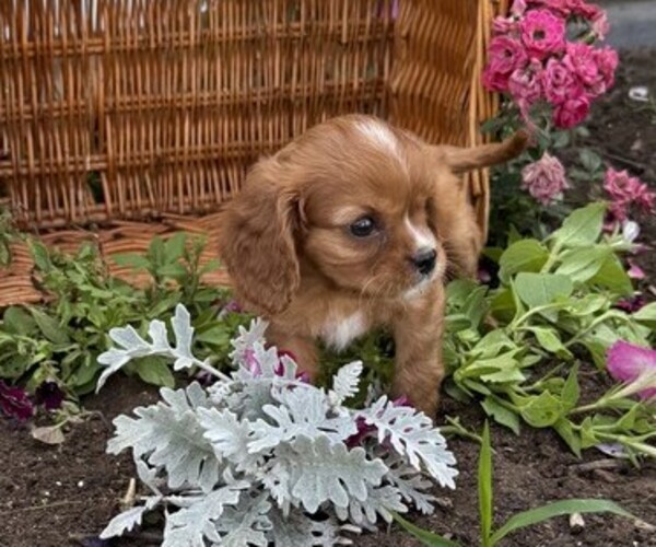 Medium Photo #3 Cavalier King Charles Spaniel Puppy For Sale in THORP, WI, USA