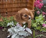 Small #2 Cavalier King Charles Spaniel