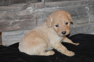 Goldendoodle Puppy for sale in MARSHALL, AR, USA