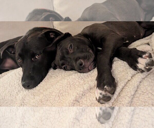 Medium Photo #3 American Pit Bull Terrier-Unknown Mix Puppy For Sale in Germantown, OH, USA