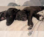 Small Photo #3 American Pit Bull Terrier-Unknown Mix Puppy For Sale in Germantown, OH, USA