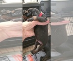Puppy Red collar Doberman Pinscher