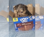 Small Photo #325 Yorkshire Terrier Puppy For Sale in AKRON, OH, USA