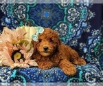 Small Photo #5 Goldendoodle (Miniature) Puppy For Sale in COCHRANVILLE, PA, USA