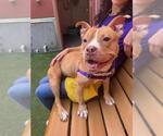 Small American Pit Bull Terrier