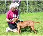 Small #2 American Pit Bull Terrier Mix