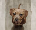 Small #7 Labrador Retriever Mix