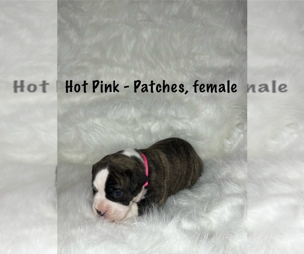 Medium Photo #11 American Staffordshire Terrier-Boxer Mix Puppy For Sale in SCOBEY, MS, USA