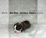 Small #10 American Staffordshire Terrier-Boxer Mix