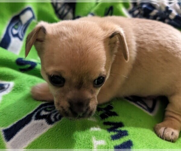Medium Photo #1 Chihuahua Puppy For Sale in EVERETT, WA, USA