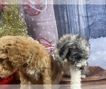 Small Photo #27 Aussiedoodle Puppy For Sale in COMMERCE, MI, USA