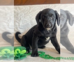 Miniature Bernedoodle Puppy for sale in INDIANAPOLIS, IN, USA
