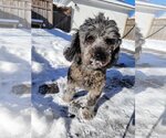 Small Photo #8 Poodle (Miniature) Puppy For Sale in St. Louis Park, MN, USA