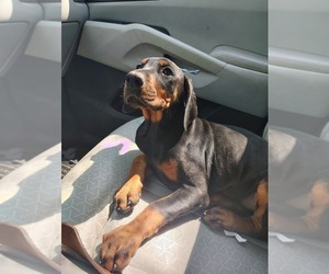Doberman Pinscher Puppy for sale in SUMMERVILLE, GA, USA