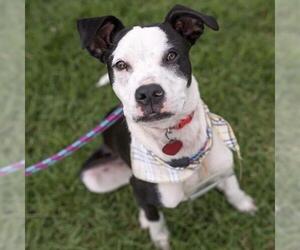 Wyle (Emmy Pup) - Male Boston Terrier-Boxer Mix Dog for Adoption - Photo #42