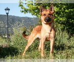 Small #1 German Shepherd Dog Mix