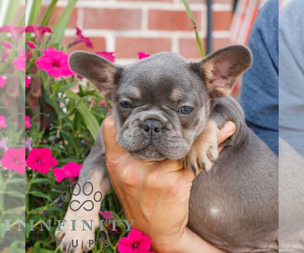 Medium Photo #2 French Bulldog Puppy For Sale in HONEY BROOK, PA, USA