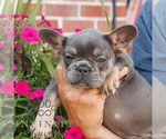 Small #1 French Bulldog