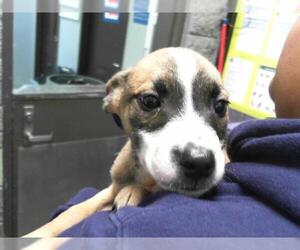 Mutt Dogs for adoption in Tulsa, OK, USA