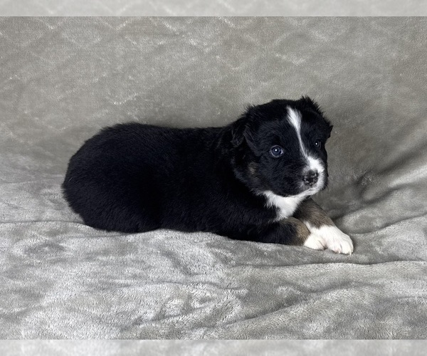 Medium Photo #31 Australian Shepherd Puppy For Sale in SALISBURY, NC, USA