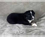 Small Photo #31 Australian Shepherd Puppy For Sale in SALISBURY, NC, USA