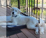 Small #9 Great Pyrenees