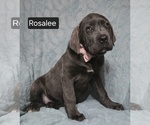 Small #13 Cane Corso