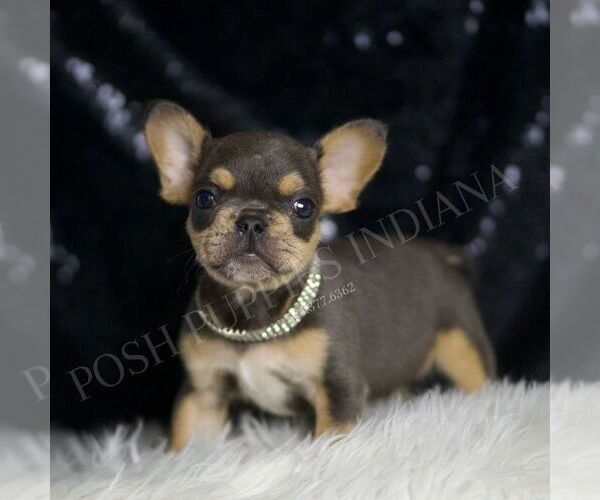 Medium Photo #2 French Bulldog Puppy For Sale in WARSAW, IN, USA