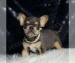 Small #1 French Bulldog