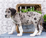 Small Photo #71 Great Dane Puppy For Sale in WAKARUSA, IN, USA