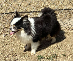 Father of the Chihuahua puppies born on 07/17/2026