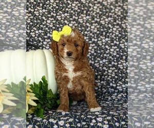Goldendoodle (Miniature) Puppy for sale in KIRKWOOD, PA, USA