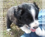 Small Photo #3 Australian Shepherd Puppy For Sale in ALLEN JAY, NC, USA
